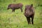 Warthog facing camera with baby on grassland