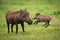 Warthog facing camera with baby jumping behind