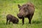 Warthog facing camera on grassland with baby