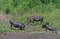 Warthog family