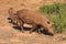 Warthog family