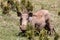 Warthog family with baby piglets, Ethiopia