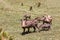 Warthog family with baby piglets, Ethiopia