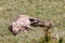 Warthog family with baby piglets, Ethiopia