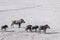 A warthog family on the saltpans of etosha