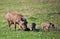 The warthog family on savannah in the Ngorongoro. Tanzania, Africa.