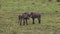 Warthog Family walking on the Safari