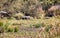 warthog family walking together in the grassland i