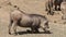 Warthog feeding