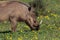 Warthog feeding on buttercups