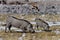 Warthog female with young feeding, Namibia