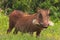 Warthog in Flowers