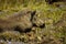 Warthog with flowers