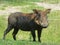 a warthog in the grassland in africa