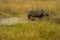 A Warthog in a Grassy Plain, Ngorongoro Crater, Tanzania