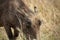 Warthog grazing