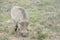 Warthog  grazing, in Addo Elephant National Park