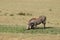 Warthog grazing in the african savannah.