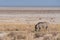 Warthog grazing along Etosha Pan