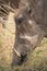 Warthog grazing in Kruger Park