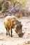 Warthog Grazing in South Africa