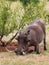 Warthog with huge tusks rooting