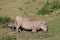 Warthog and its baby in Africa wildlife conservation national park