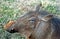 Warthog, Kasane, Botswana