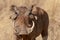 Warthog, Kenya, Africa