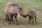 Warthog KIss