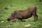 Warthog kneeling down over rock in grassland