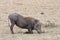 Warthog kneeling down to eat