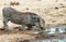 Warthog kneeling down to take a drink from a waterhole in Hwange national park