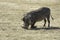 Warthog kneeling in the grass