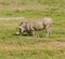 Warthog kneeling to eat