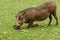 Warthog Kneeling to Graze