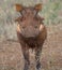 Warthog - Kruger National Park
