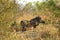 Warthog, Kruger National Park, South Africa