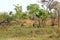 Warthog, Kruger National Park, South Africa