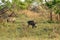 Warthog, Kruger National Park, South Africa