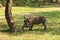 Warthog, Kruger National Park, South Africa