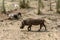 Warthog in Kruger National Park, South Africa