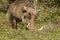 Warthog with large tusks