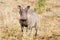 Warthog Looking at the Camera, Kruger National Park, South Africa