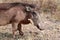 Warthog looking for food in the savannah - Namibia Africa