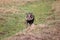 a warthog looking at you from a grassy field