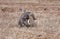 Warthog lying in dry short grass