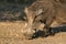 Warthog in Malawi, Africa