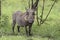 Warthog-Male