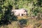 Warthog male in bush